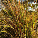 Bulrushes
