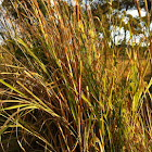 Bulrushes
