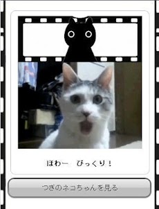 ねこネコ動く画像～かわいい癒しの猫ちゃんミニムービーまとめ～のおすすめ画像2