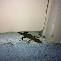 Carolina Anole
