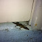 Carolina Anole
