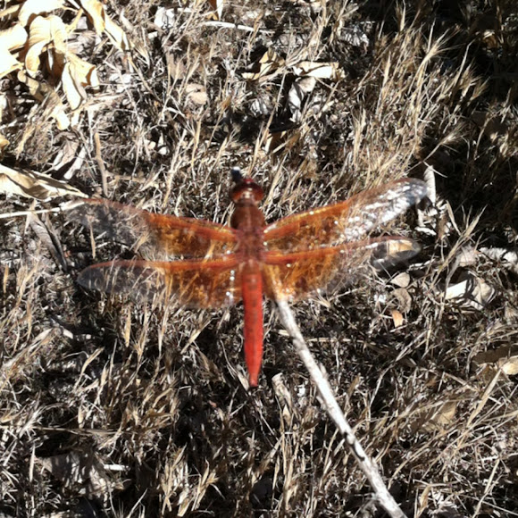 Spotting Image 1