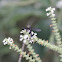Western Grapeleaf Skeletonizer