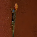 Kenyan Rock Agama