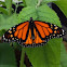 Monarch butterfly