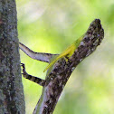 Southern Flying Dragon