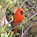 Cardinal - Northern Cardinal