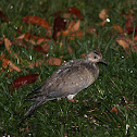 Mourning Dove