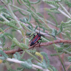 Long horned beetle