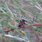 Long horned beetle