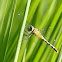 侏儒蜻蜓 Diplacodes trivialis 