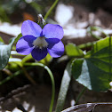 Wild Violet