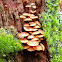 Enokitake