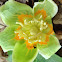 Tulip Poplar