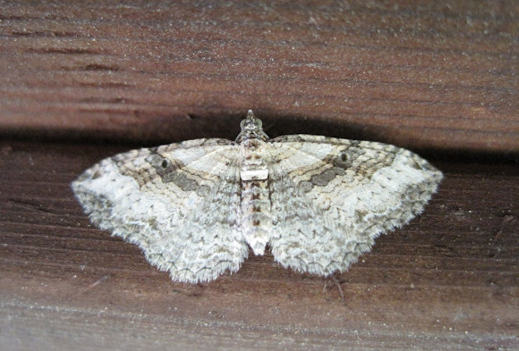 Spotting Image 1
