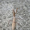 Praying Mantis