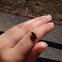 Boxelder Bug
