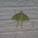 Luna Moth