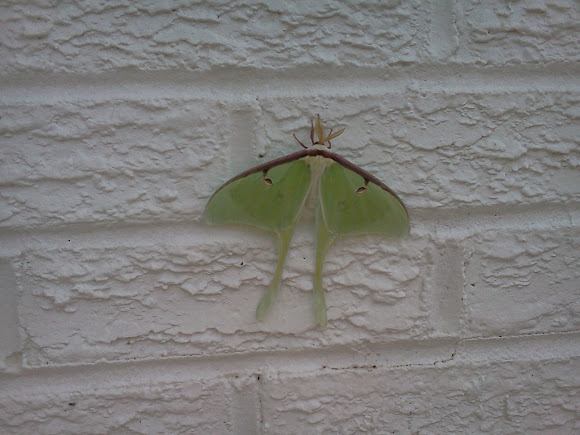 Spotting Image 1