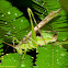 Katydid