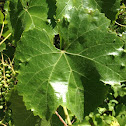 wild grapes
