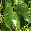 wild grapes