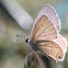 Ceraunus Blue