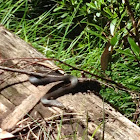Highland Copperhead