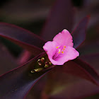 purple heart