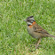 Rufous-collared Sparrow
