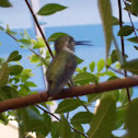 Costa's humming bird