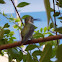 Costa's humming bird
