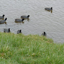 american coot