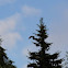 Whitetailed eagle