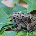 Fowler's Toad