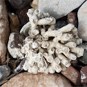 Fossil coral