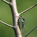 Cicada