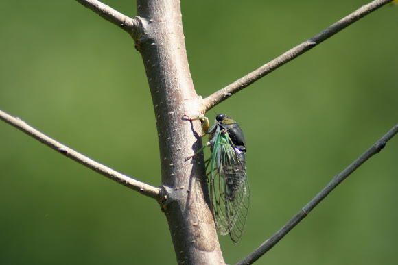 Spotting Image 1