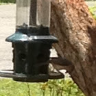 Tufted Titmouse