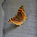 Compton Tortoiseshell
