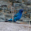 Indigo Bunting