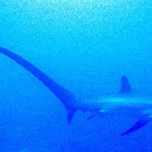 Pelagic Thresher Shark