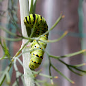 Anise Swallowtail Caterpillar
