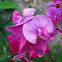 Everlasting Pea