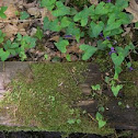 violet and cinquefoil
