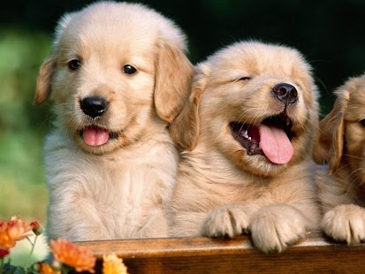 How to get Playful Puppies Live Wallpaper 1.7.2 mod apk for laptop