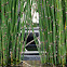 Kamchatka Horsetail