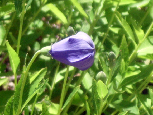 Spotting Image 1