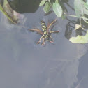 Northern Paper Wasp