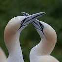 Northern Gannet
